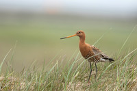Black-tailed Godwit, Eyrarbakki, June 2022