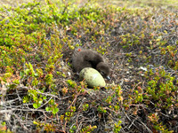 Arctic Skua, Skallelv Neset, Norway, June 2023