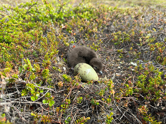 Arctic Skua, Skallelv Neset, Norway, June 2023