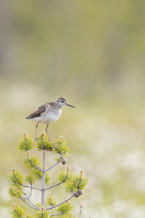 Wood Sandpiper, Svanvik, June 2023