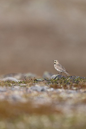Horned Lark, Batsjford, Norway, June 2023