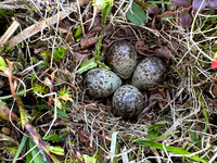 Temminck Stint, Batsjford,​ Norway, June 2023 (set 4)