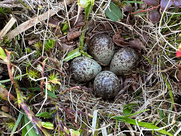 Temminck Stint, Batsjford,​ Norway, June 2023 (set 4)