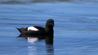Black Guillemot, Oban, June 2016