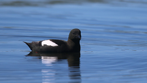 Black Guillemot, Oban, June 2016