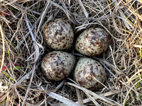 Temmincks Stint, Skallelv Neset, Norway, June 2023 (set 2)