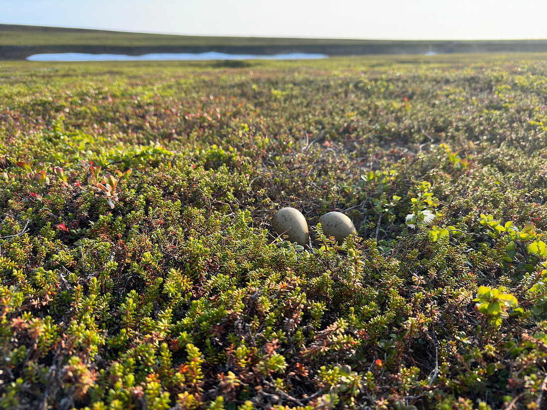 Arctic Skua, Komagvaerstranda Naturreservat Norway, June 2023