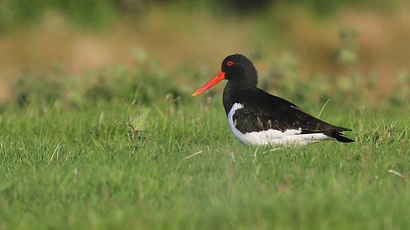 Oystercatcher, Lochindorb, June 2016