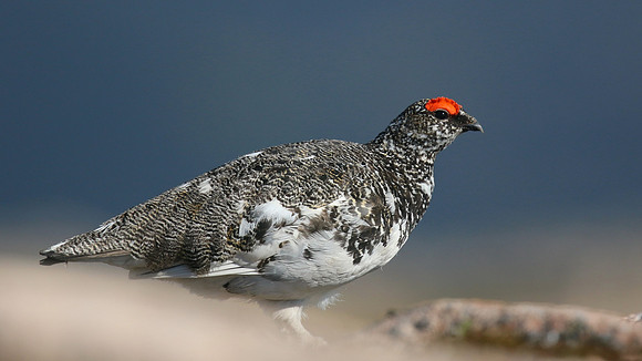 Ptarmigan, Cairngorm, June 2016