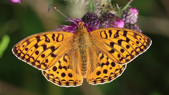 High Brown Fritillary, Alun Valley, June 2016.