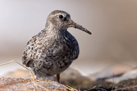 Purple Sandpiper, Batsjford, Norway, June 2023