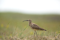 Whimbrel, Eyrarbakki, Iceland, June 2022