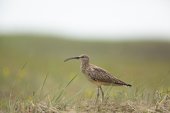 Whimbrel, Eyrarbakki, Iceland, June 2022