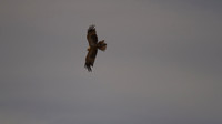 Black Kite