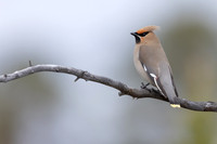 Waxwing, Svanvik, June 2023