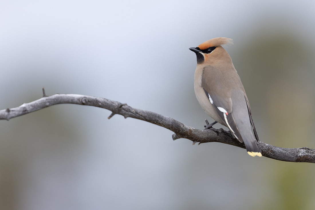 Waxwing, Svanvik, June 2023
