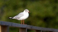 Black-headed Gull, Frampton, August 2014