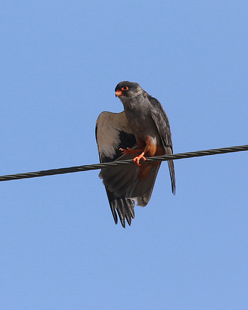 Amur Falcon, Anarita Park, May 2016