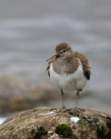 Common Sandpiper, Lochindorb, June 2016