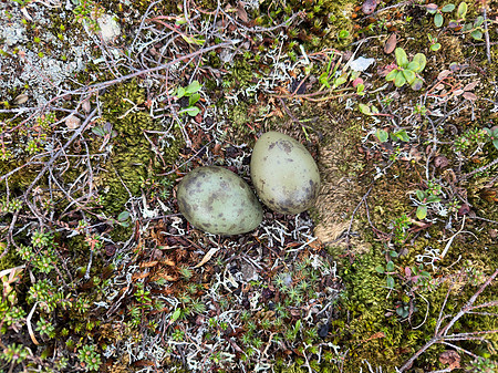 Long-​tailed Skua, Batsjford,​ Norway, June 2023