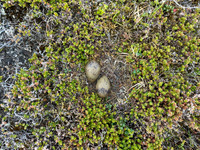 Arctic Skua, Kiberg, Norway, June 2023