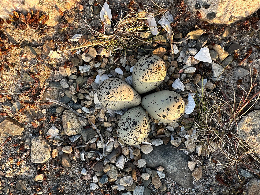 Tundra Ringed Plover, Båtsfjord, Norway, June 2023