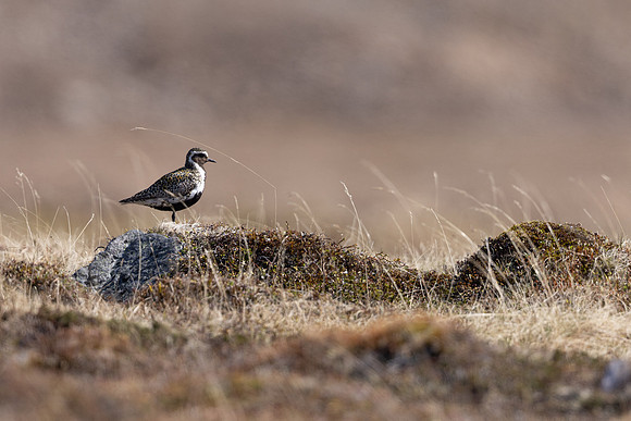 Northern, Golden Plover, Batsjford, Norway, June 2023