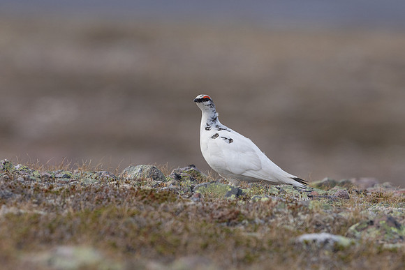 Ptarmigan, Batsjford, Norway, June 2023.