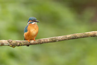 Kingfisher, Rockhampton, April 2024