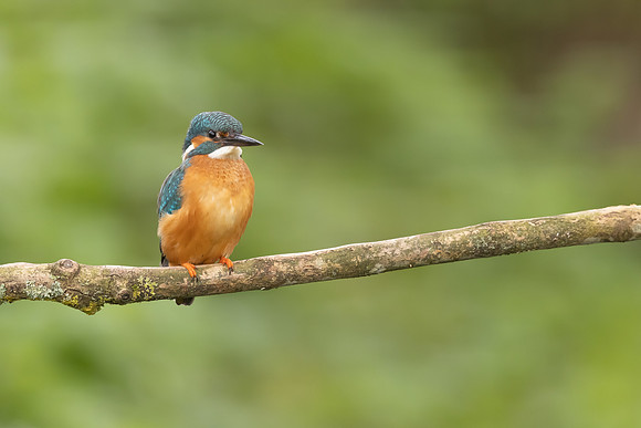 Kingfisher, Rockhampton, April 2024