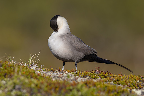 Long-tailed Skua, Mount Aliigas, Finland, June 2023