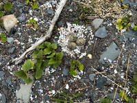 Tundra Plover, Vadsøya, Norway, June 2023