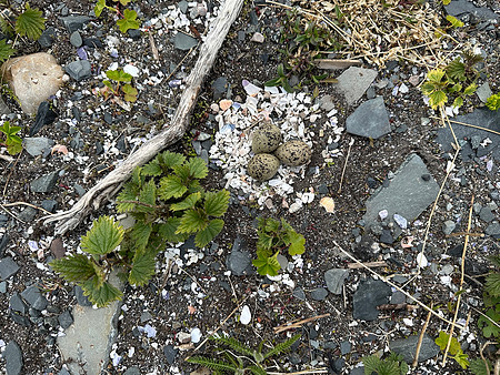 Tundra Plover, Vadsøya, Norway, June 2023