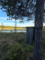 Tengmalm’s Owl, Kaamanen, Finland, June 2023.