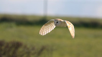 Barn Owl