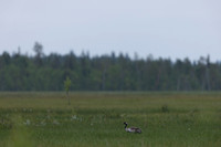 Common Crane