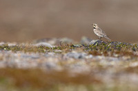 Horned Lark, Batsjford, Norway, June 2023