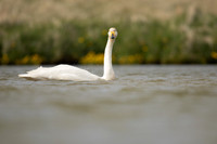 Whooper Swan, Snæfellsnes peninsula, Iceland, June 2022