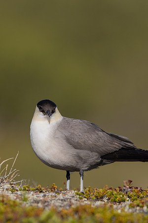Long-tailed Skua, Mount Aliigas, Finland, June 2023