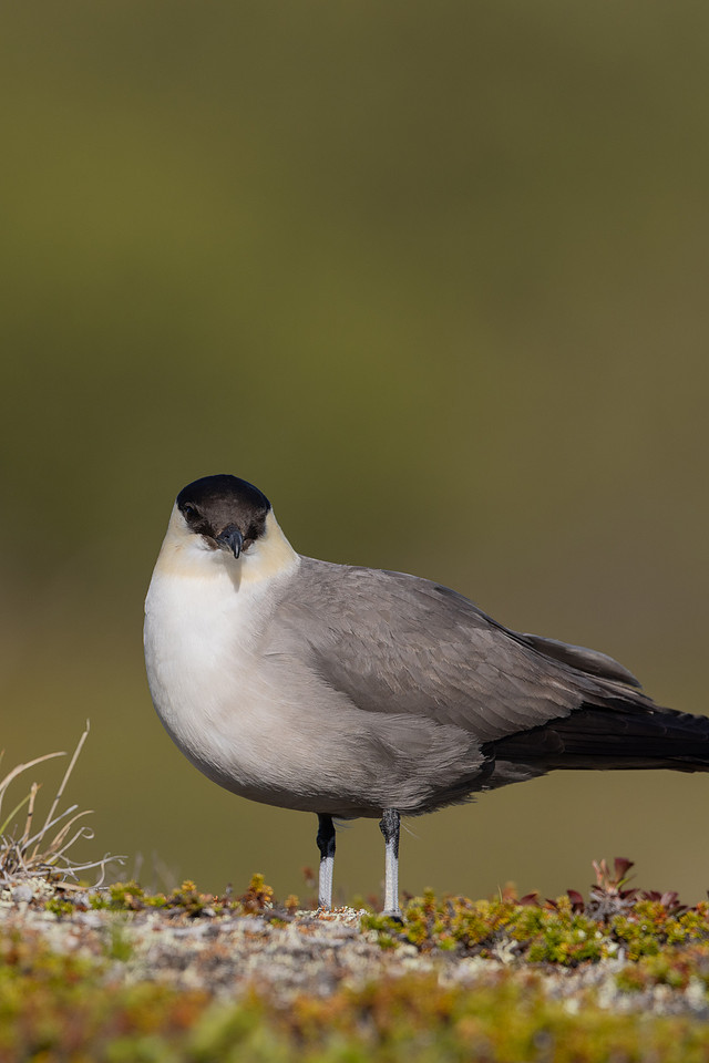 Long-tailed Skua, Mount Aliigas, Finland, June 2023