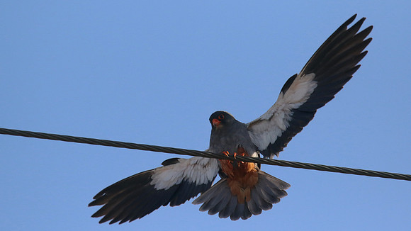 Amur Falcon, Anarita Park, May 2016