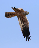 Montagu's Harrier, Anarita Park, Cyprus, May 2016.