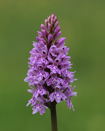 Common Spotted Orchid, Daneway Banks, June 2016