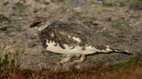 Ptarmigan, Cairngorm, June 2016