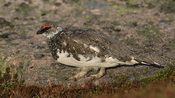 Ptarmigan, Cairngorm, June 2016