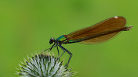 Beautiful Demoiselle, Tockington, July 2016.