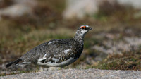 Ptarmigan, Cairngorm, June 2016