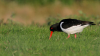 Oystercatcher