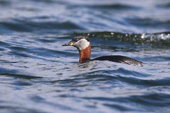 Red-necked Grebe, Farmoor Reservoir, March  2016
