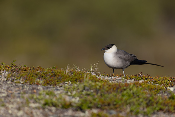Long-tailed Skua, Mount Aliigas, Finland, June 2023